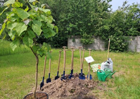 Drzewo w doniczce, łopaty, ziemia i konewki w ogrodzie obok Domu na Zawsze.