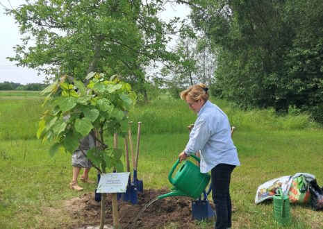 Kobieta podlewa zasadzone drzewo.